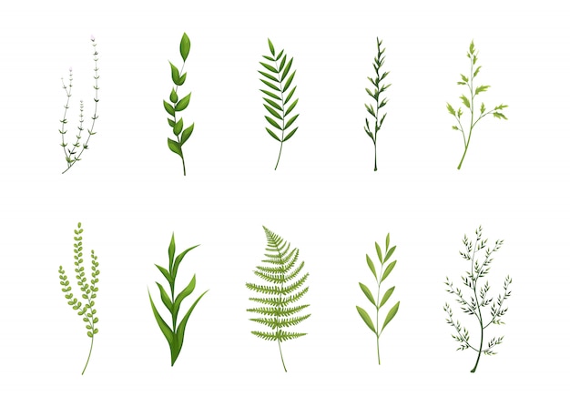 Illustration set of tropical leaves