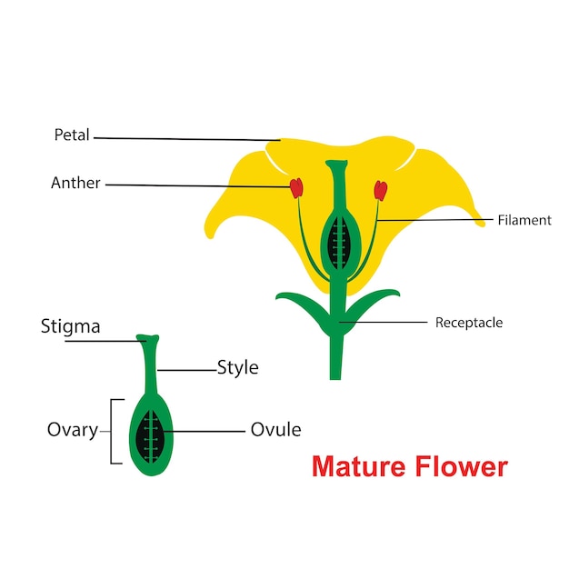 Illustration of sexual reproduction of flower