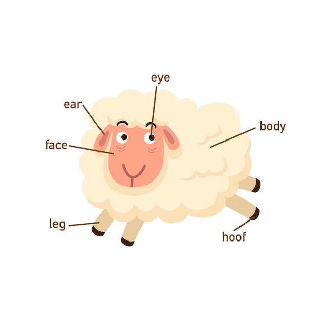 Illustrazione della parte del vocabolario delle pecore del bodyvector