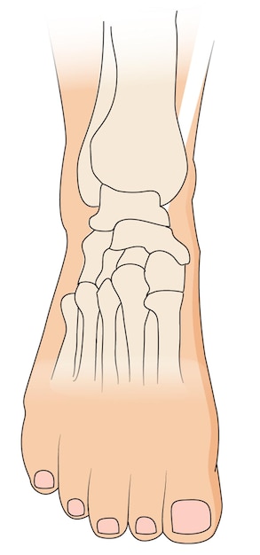 Вектор Иллюстрация, показывающая кости и суставы стопы человека