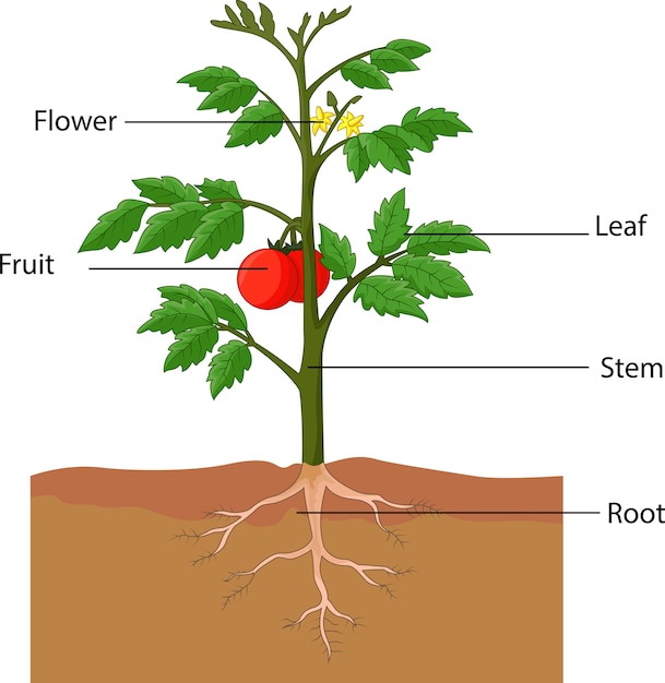 トマトの植物の部分を示すイラスト