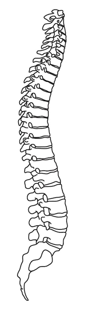 Vector illustration showing vertebral spinal cord