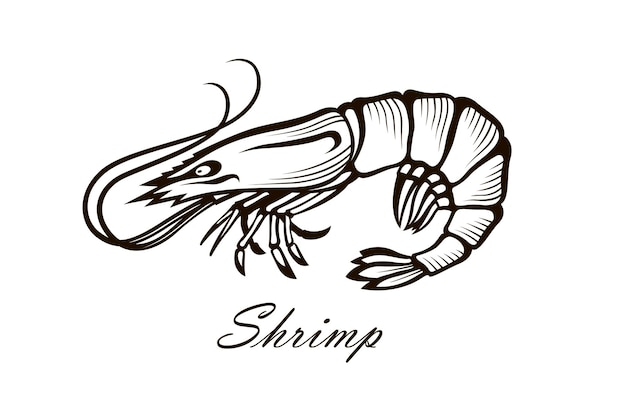 illustration of shrimp