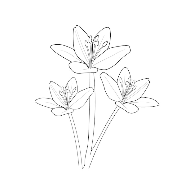 美しいユリの花のイラスト スケッチ輪郭ブーケ