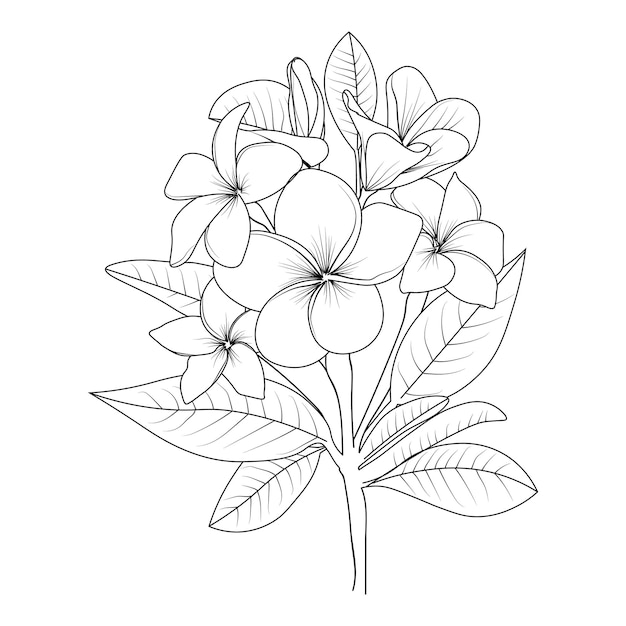 Frangipani 꽃 색칠 페이지 흰색 배경에 고립의 그림 스케치 컨투어 부케
