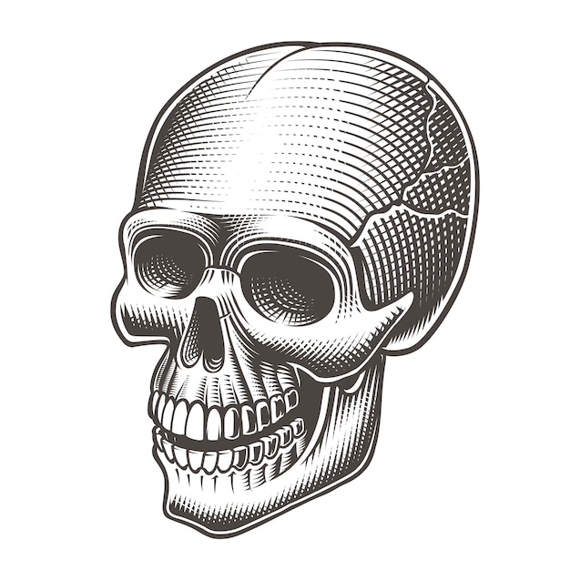 illustration of a skull in tatto style on a white