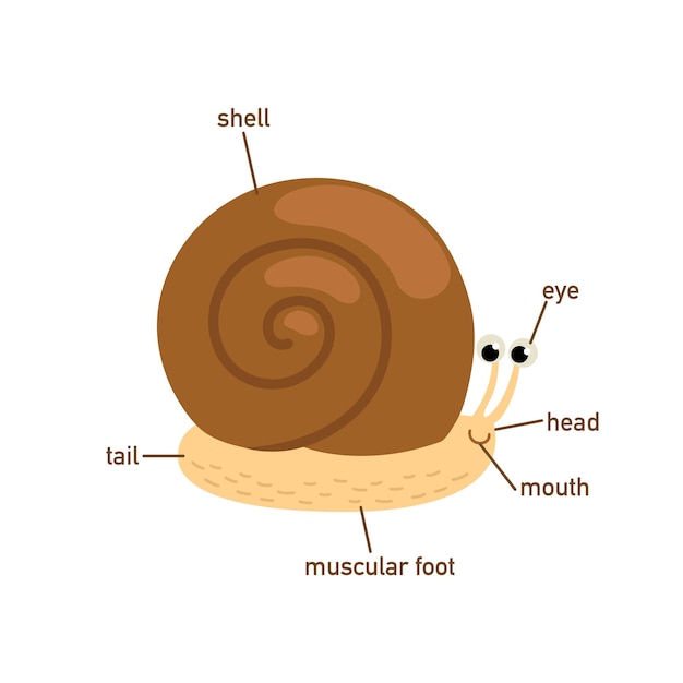 Vector illustration of snail vocabulary part of bodyvector