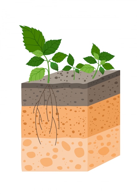Иллюстрация почвенного профиля с растением, порода почвенных горизонтов. участок земли с растением и корнями в э.