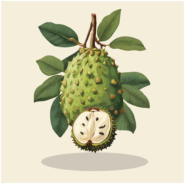 Vector illustration of a soursop fruit 05