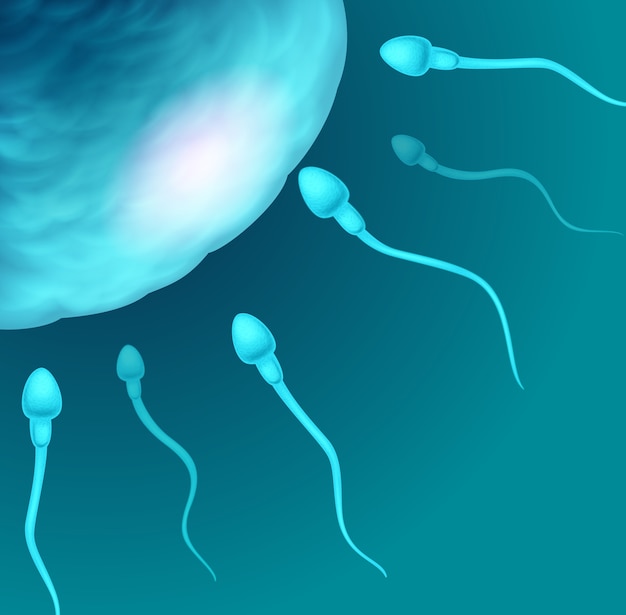 Vettore illustrazione di spermatozoi che vanno all'ovulo