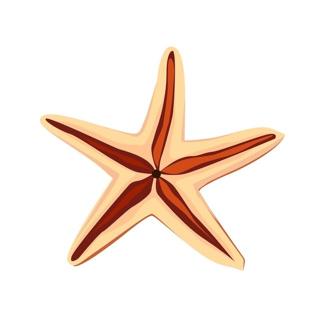 illustration of a starfish in realism
