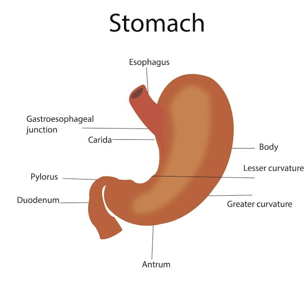 胃の解剖学のイラスト