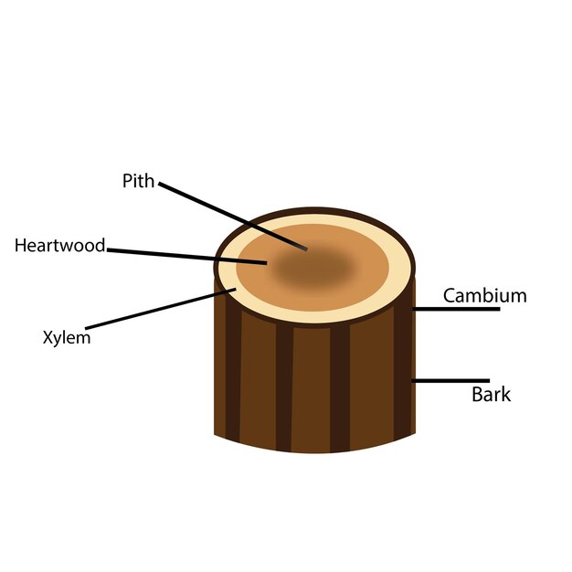 Illustration of structure of tree cork