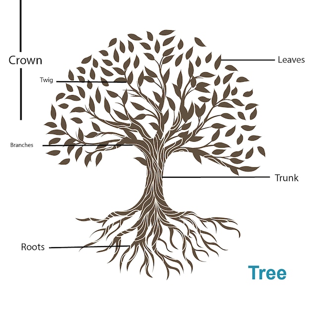Vettore illustrazione della struttura delle parti dell'albero