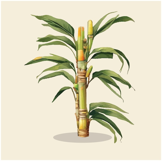 Illustration of a sugarcane 01