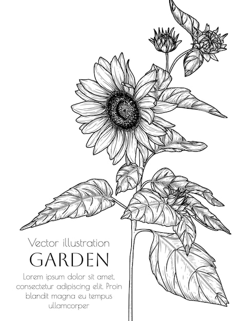 Vector illustration of sunflower flower in engraving style