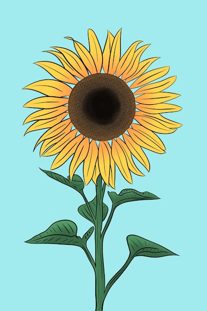 Illustration of Sunflower