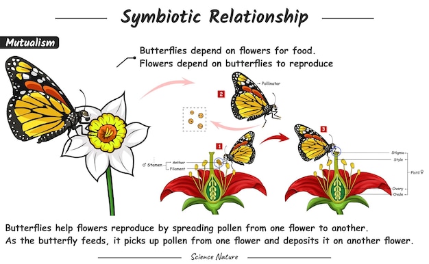 Vector illustration of a symbiotic relationship of mutualism what happens to the flower and the butterfly