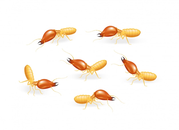 Vector illustration termite isolated on white background, insect species termite ant eaten wood