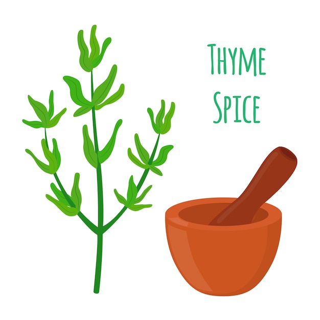 Illustration of thyme, organic spice