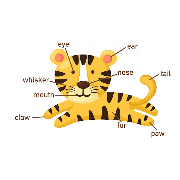 Illustration of tiger vocabulary part of body.vector