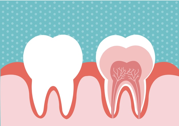 Illustration of tooth