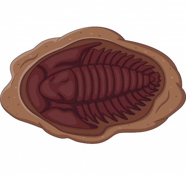 Vettore illustrazione del fossile di trilobite