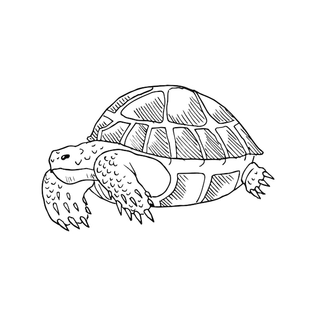 Illustration in turtle Art Ink Style