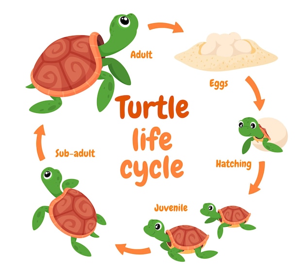 Illustrazione di una riproduzione del ciclo di vita di una tartaruga delle tartarughe nell'illustrazione vettoriale selvaggia