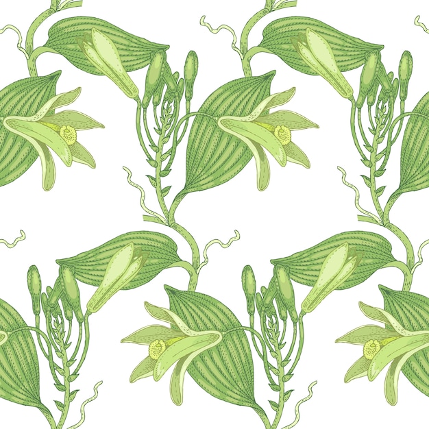 Illustrazione di vaniglia. seamless pattern. fiori di piante medicinali su uno sfondo bianco.
