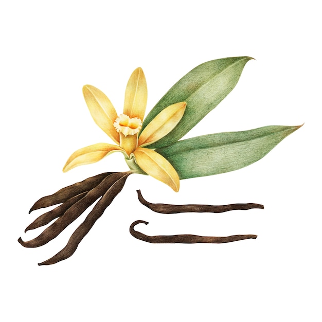 Illustration of vanilla