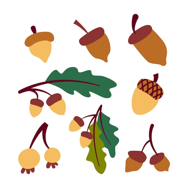 Vector illustration of various oak nut acorns set isolated on white background elements for autumn needs