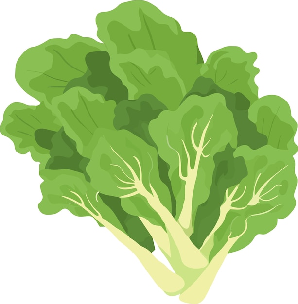 Illustration vector fresh lettuce