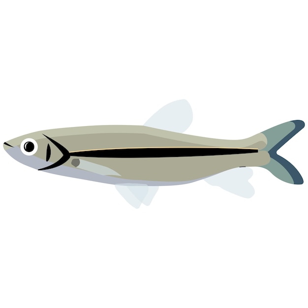 Illustration vector graphic of cyprinidae fish on isolated white background