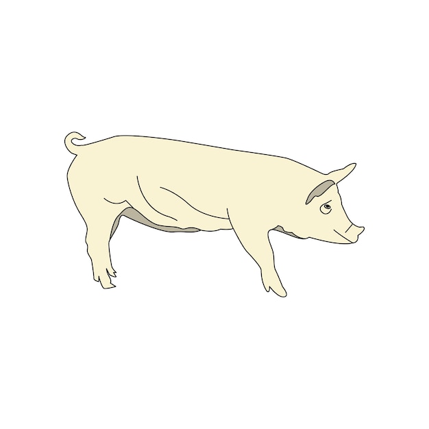 Illustration Vector graphic of pig design