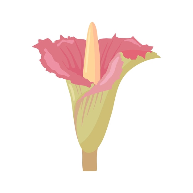 Vector illustration vector graphic of titan arum