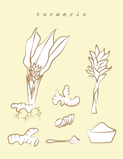 Иллюстрационный вектор изолированных белых каракулей продукта из желтой куркумы