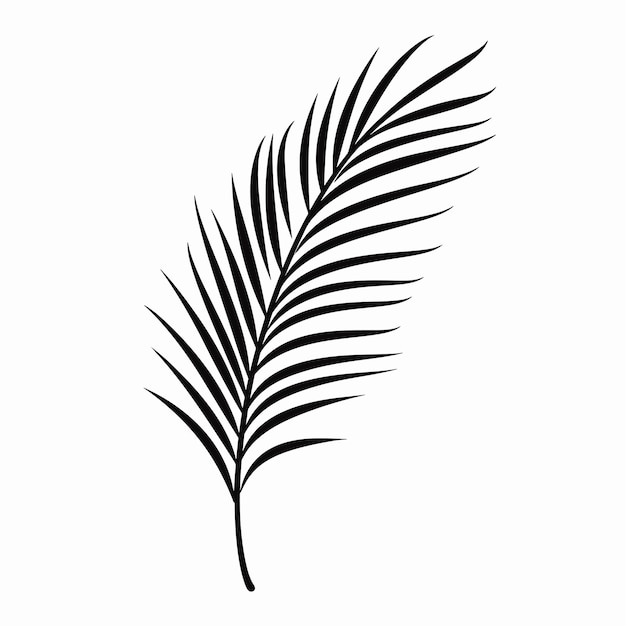 Vector illustration vestor black line art of palm tree leaf