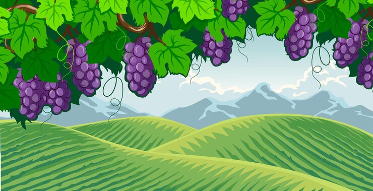 Vector 丘の中のブドウ畑の景色のイラスト
