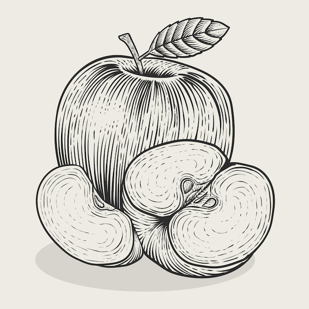 Иллюстрация старинных яблочных фруктов с гравировкой в стиле на белом фоне