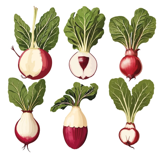 Vector illustration of a vintage beetroot