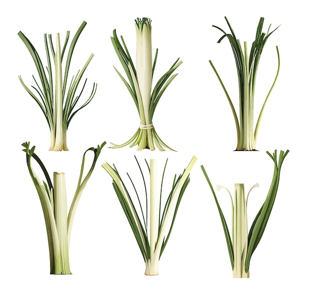 Illustration of a vintage Leek