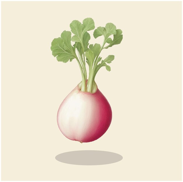Vector illustration of a vintage pink beauty radish 03