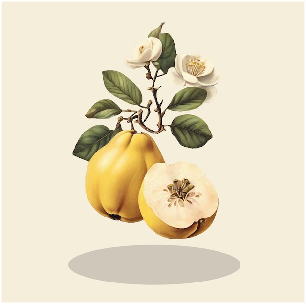 Vector illustration of a vintage quince fruit 02