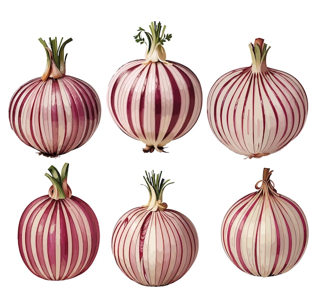 Illustration of a vintage red onion