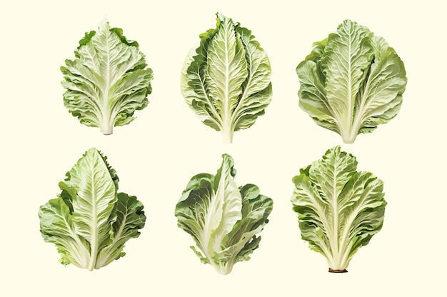 Vector illustration of a vintage romaine lettuce