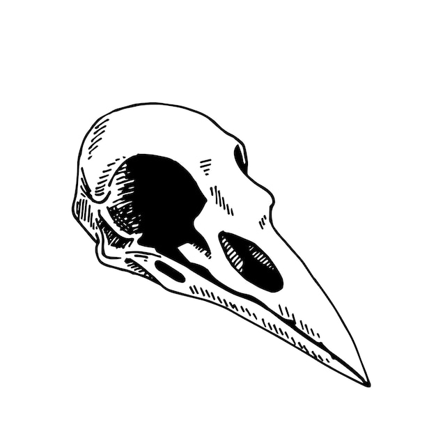 Vector illustration in vintage style line drawing bird skull