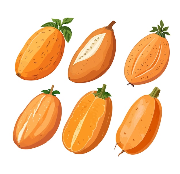 Illustration of a vintage Sweet Potato