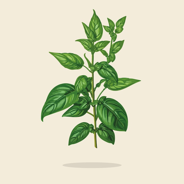 Vector illustration of a vintage vegetable basil leaf02