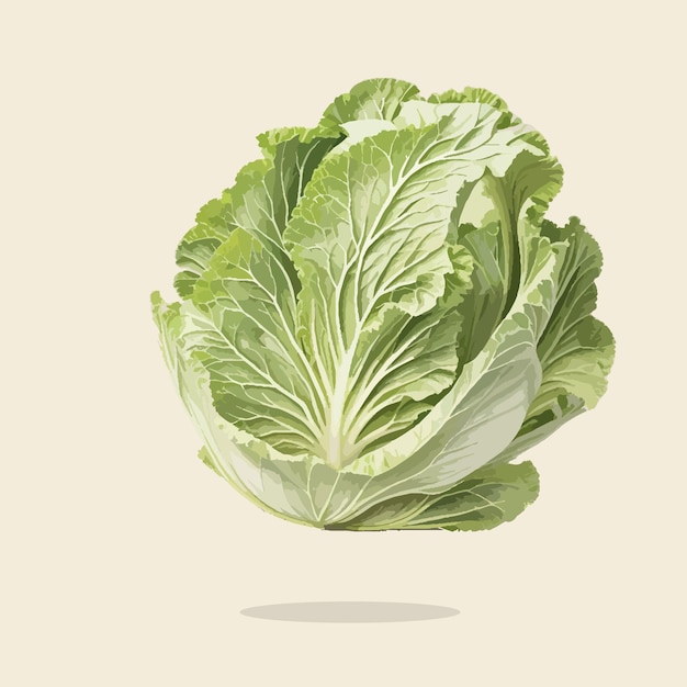 Vector illustration of a vintage vegetable cabbage04